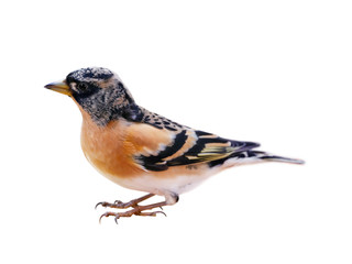 Wall Mural - Male brambling (Fringilla montifringilla), isolated on White Background