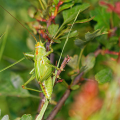 Green grasshopper stands on bush twig in morning field, Slovakia wetland, Slovakia, Europe