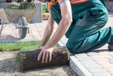 Fototapeta  - Landscape Gardener Laying Turf For New Lawn