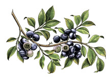 Blueberry Branch Hand Drawing Vintage Clip Art Isolate On White Background