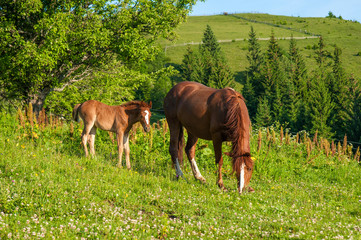 Grazing mother horse with foal at high-land pasture at Carpathian Mountains in rays of sunset. Picture of summer pasture on a background of mountains.