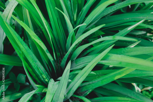 Green Leaves Outside In The Yard Natural Rustic Background And Yard Natural Rustic Background