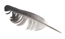 Gray Feather Bird Isolated On White Background