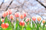 桜の背景にチューリップ