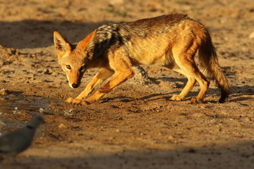 Poster - The black-backed jackal (Canis mesomelas) is drinking from the puddle in the wonderful evening light before sunset and watching African collared dove (Streptopelia roseogrisea)