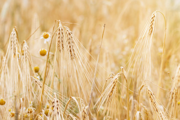 Field with ripe wheat on a sunny day