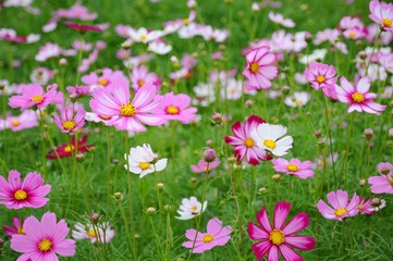 cosmos flowers in xinshe, taichung, taiwan