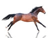 Bay horse runs isolated in the white background