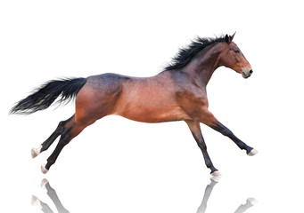 Canvas Print - Bay horse runs isolated in the white background