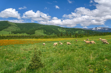 Wall Mural - mountains meadow sheep flowers graze