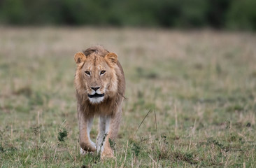 Wall Mural - Male lion at carcass