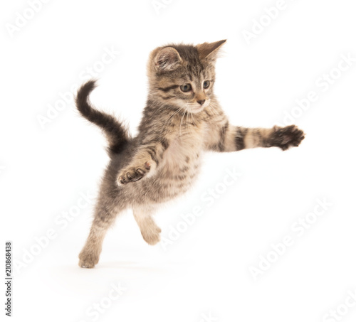 Cuadros en Lienzo Cute tabby kitten jumping