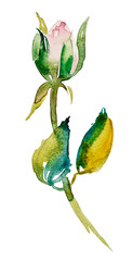 Wall Mural - watercolor rose bud with leaves