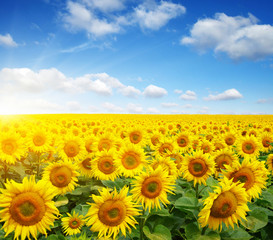 Wall Mural - field of sunflowers