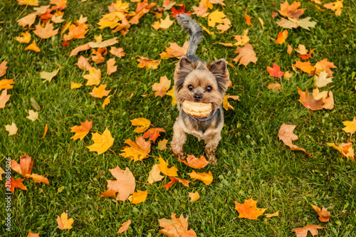 Yorkshire Terrier With Short Hair Running Through Autumn Park Dog