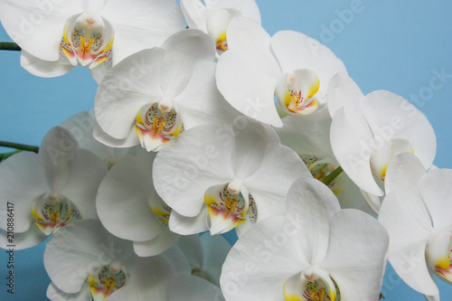 Dekoracja na wymiar  storczyk-piekne-biale-kwiaty