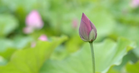 Poster - Pink Lotus flower in the lake