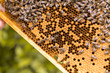 Rahmen eines Bienenstocks mit offenen und geschlossenen Zellen einer Bienenwabe und Bienen. Weiselzellen zur Bienenkönigin aufzucht