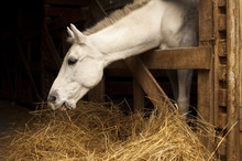 White Horse Eating Hay (straw, Grass) In The Stable. A Farm Animal On The Dark Background. Profile Of Chewing Horse Head.