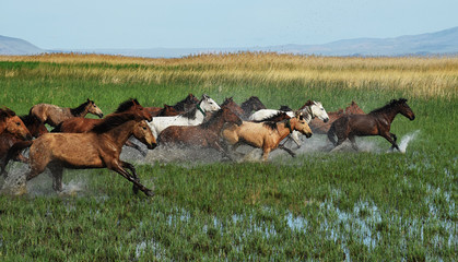 wild horses of cappadocia