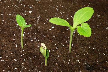 Canvas Print - Semis de courgette