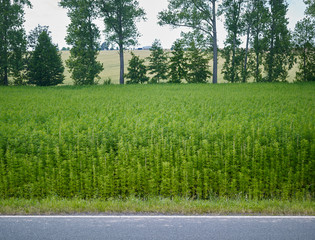 Plants: View over a small industrial hemp field at the edge of an asphalted country road in Eastern Thuringia