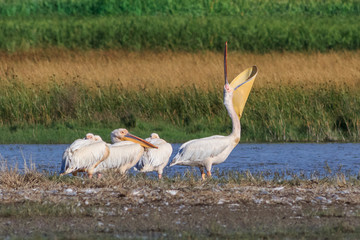 white pelicans in Danube Delta, Romania