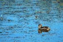 A Baby Pied-billed Grebe Waits For His Mother To Come And Feed Him In The Marsh At Alamosa National Wildlife Refuge In Southern Colorado