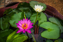 Purple -White Lotus Flower In Pot, Garden