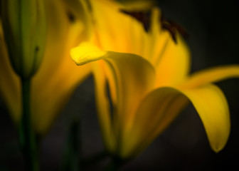 Wall Mural - isolated focus on vibrant yellow Asiatic garden lily