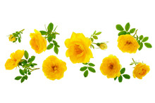 Wild Yellow Rose Blooming Flower Isolated On A White Background With Copy Space For Your Text. Top View. Flat Lay
