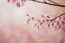 Cherry Blossom Flowers , Sakura Flowers In Pink Background Vintage Style