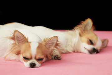 two small cute chihuahua are sleeping