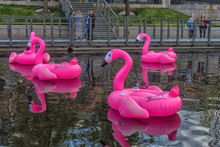 Pink Inflatable Flamingos In The New Holland Park