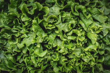 Wall Mural - Raw Fresh green lettuce leaves texture and background. Top view