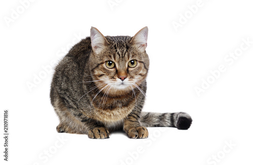 Fotomural Laying big tabby cat isolated on white front view portrait
