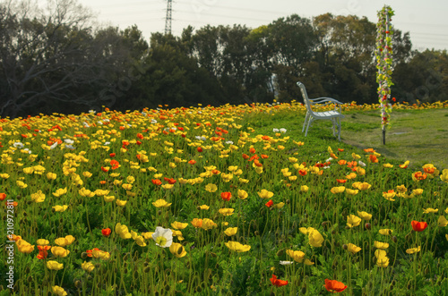 大阪万博記念公園 花の丘のポピー Buy This Stock Photo And Explore Similar Images At Adobe Stock Adobe Stock 大阪万博記念公園 花の丘のポピー Buy This Stock Photo And Explore Similar Images At Adobe Stock Adobe Stock