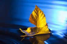 Autumn Leaf Ship In Blue Water