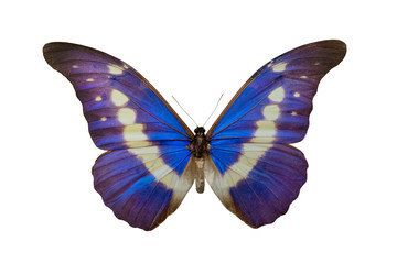 Poster - butterfly Morpho helena m