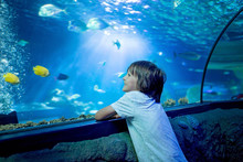 Little Boy, Kid Watching The Shoal Of Fish Swimming In Oceanarium, Children Enjoying Underwater Life