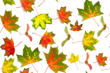 Wall Mural - seamless pattern multicolored dry falling leaves