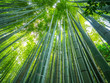 © 4kclips - Tall Bamboo trees in an Japanese Forest