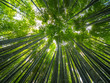 © 4kclips - Bamboo Forest in Japan - a wonderful place for recreation