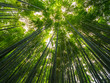 © 4kclips - Bamboo Forest in Japan - a wonderful place for recreation