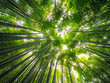 © 4kclips - Tall Bamboo trees in an Japanese Forest