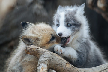 Wall Mural - cute gray and ginger fox cubs playing