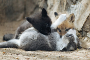 Wall Mural - three fox cubs playing together