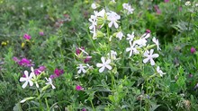 Saponaria Officinalis, Common Soapwort, Bouncing-bet, Crow Soap, Wild Sweet William, Soapweed