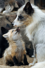Wall Mural - cute fox cub with mother