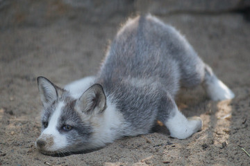 Wall Mural - cute gray fox cub